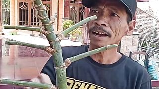 Bambu belalai gajah