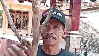 Bambu junjung drajat