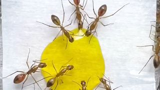 Ants and Water
