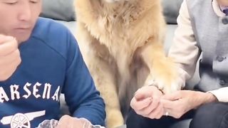Funny dog 46