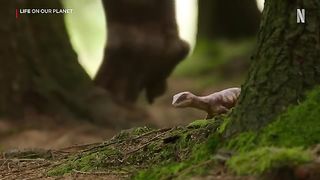 Life on Our Planet - Official Teaser - Netflix