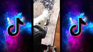 Funny Animal Tik Toks [Clean]: Try Not to Laugh - June 2020