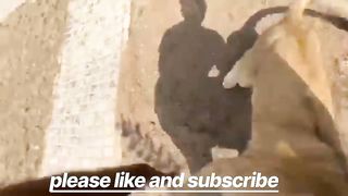 Part5 Scral viral video mini zoo