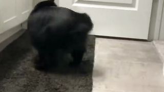 FUNNY CATS and DOGS & other CUTE ANIMALS New Funniest Animals Videos 2023 ????