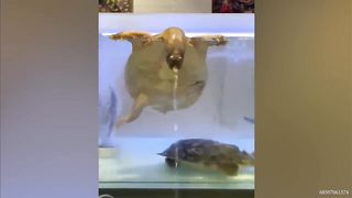 Super FUNNY ANIMALS VIDEOS compilation
