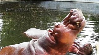 Dangerous animal hippopotamus in the world