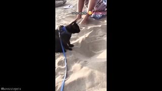 These INSANELY CUTE TikTok PETS will MAKE YOUR DAY... 3
