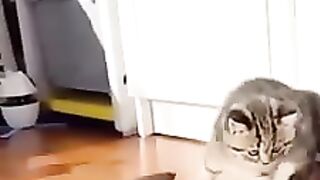 cat cute 3