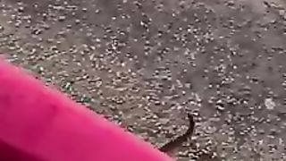 cat cute 4