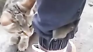 cat cute 5
