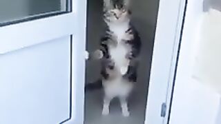 cat cute 6