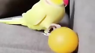 cat cute 7