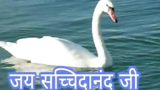 Duck ???? and water ????????