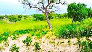 Thar ka khobsoorat nazara