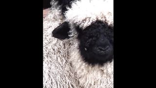 Try Not to Laugh at These Funny Animals Videos!