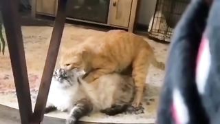 New funny cats and dogs