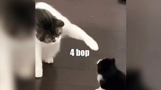 Funniest Animal Voiceovers - Ep. 12