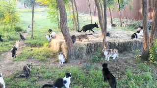 Funny | "One Dog and 300 Cats: Tales from a Romanian Sanctuary" | FunFM