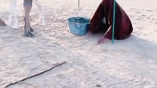Funny | "The Camel's Courtship Dance" | FunFM