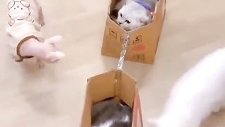 Funny moments, cute cat and dog