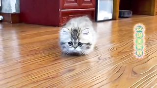 cat funny 7
