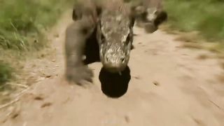 How to Survive a Komodo Dragon Attack