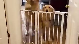 The two cute dogs welcome their new friend, the baby