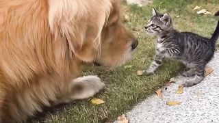 funny friend cat dog !