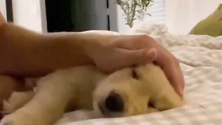 hi hi doggy