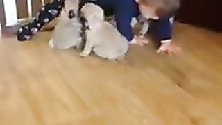 Le petit garçon avec ses deux fidèles amis chiens