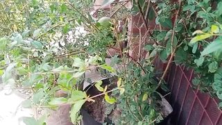 پودے پہ پہلا پھل کب لینا چاہیے