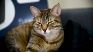 Cute Cat Kitten Sleeping  Feline  Big Eyes