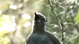 Suara burung menakjubkan dari Lyrebird _ Burung dapat menirukan suara _ Lagu burung terbaik.