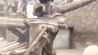 Innocent bear