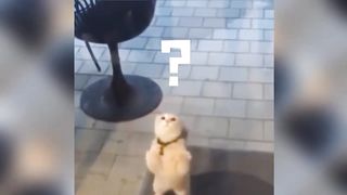 ????YOU LAUGH YOU LOSE | Cute and Funny Cat Videos Compilation, Aww Cats- Funny Cat Life- Cat Moments 3