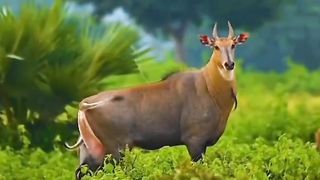 قرآن پاک کی تلاوت اور  سبحان الله تعالی کی خوبصورت مخلوق