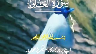 قرآن کی تلاوت سورہ العلق کی چند آیات اردو ترجمہ