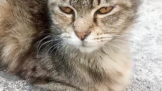 A stray cat