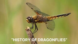 History of Dragonflies