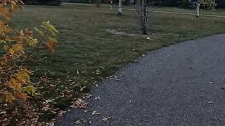 Autumn season 2