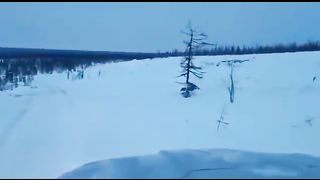 Rabid wolf behavior. Rabid wolf