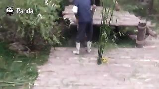 A panda that the zookeeper likes