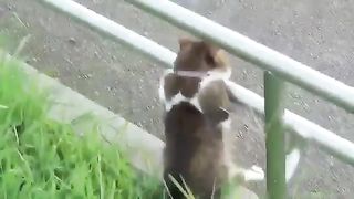 cat watching the sunset