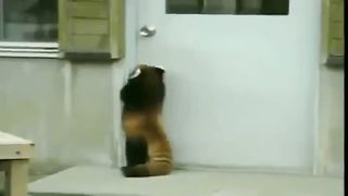 A red panda that wants to go inside