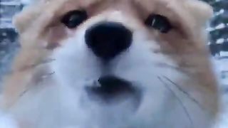 fox attacking