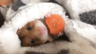 happy hamster