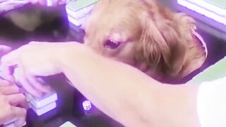 Animal funny ????????????