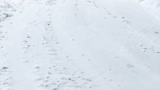 Animal funny????????????