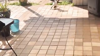 Animals funny????????????