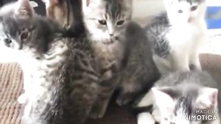 Cute Cat Videos!!! || Soooo Adorable!!!